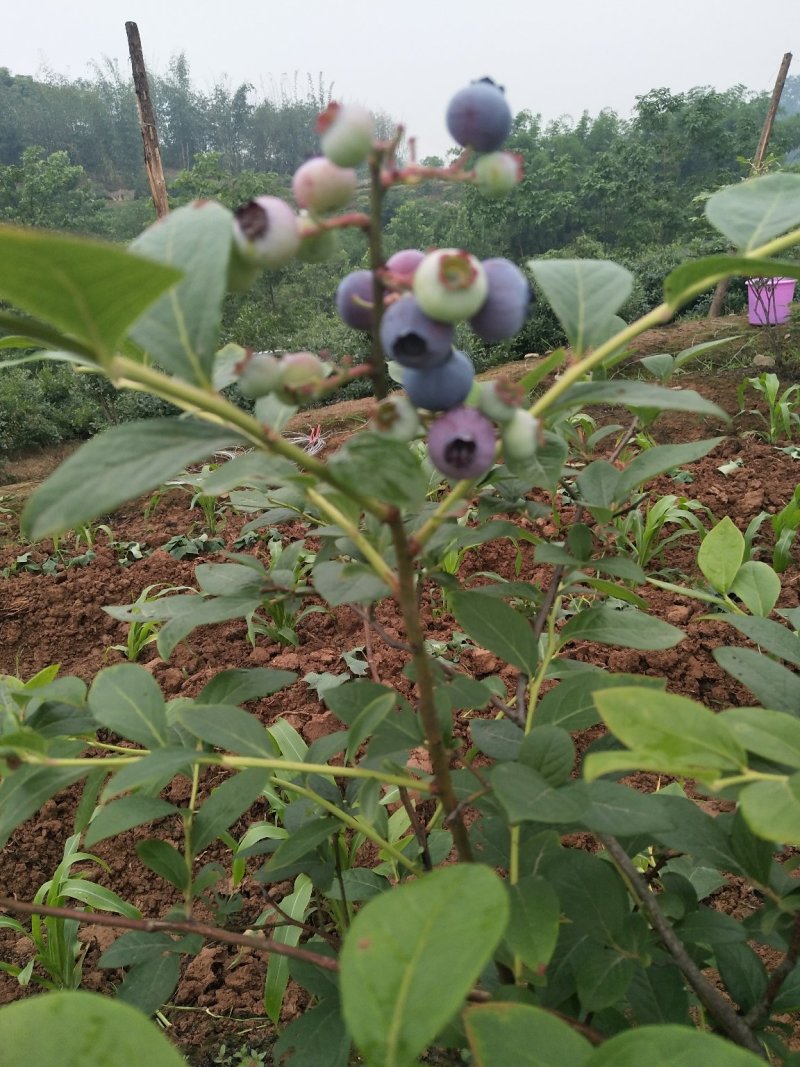 蓝莓