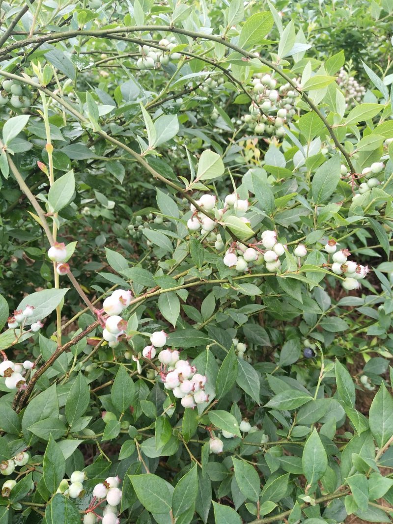 蓝莓