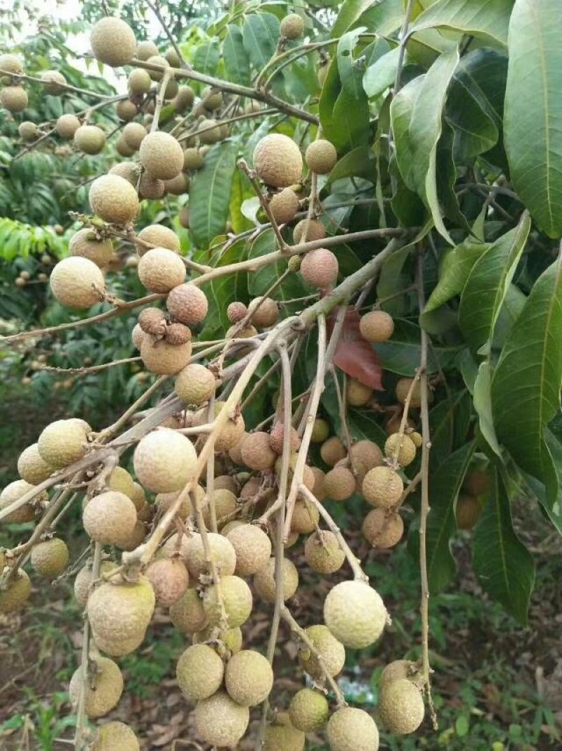 桂圆