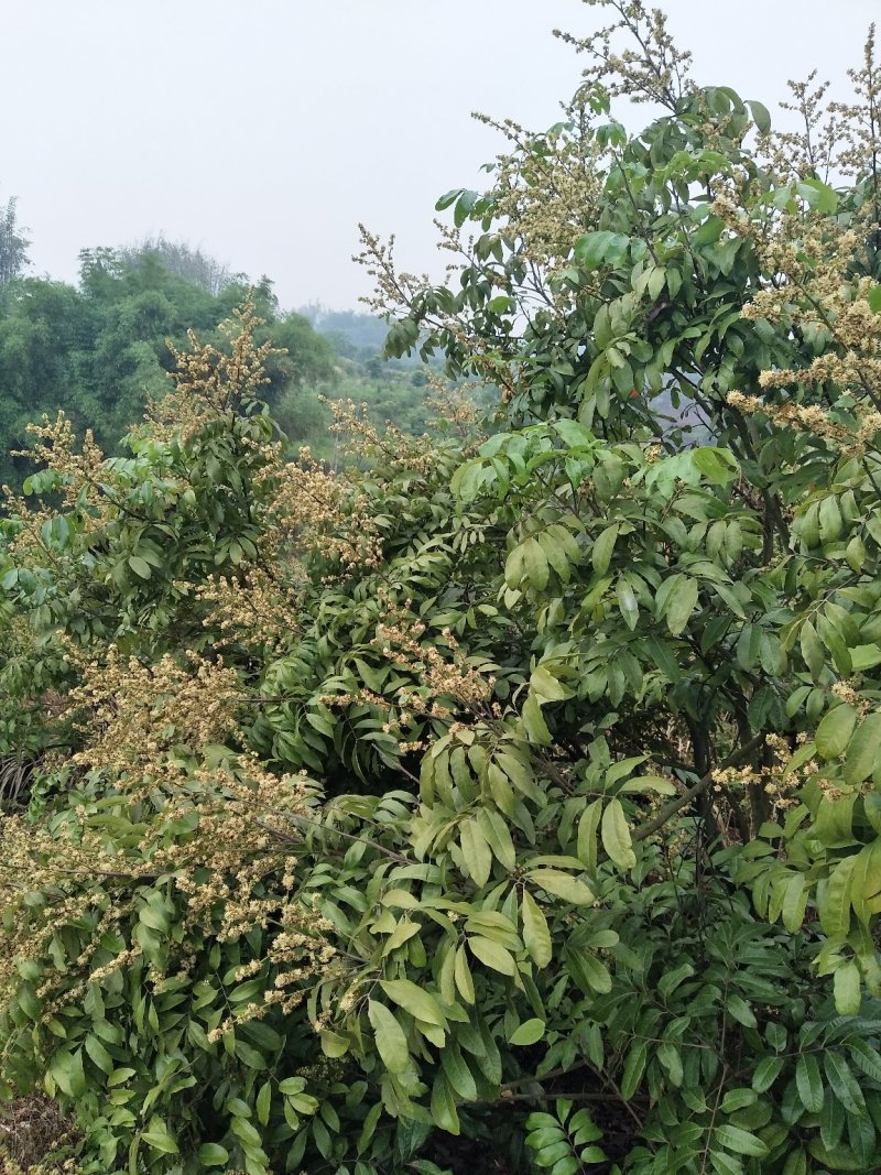 桂圆