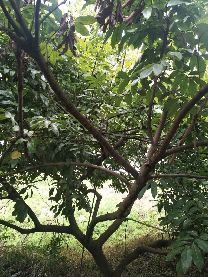 桂圆