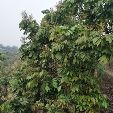 桂圆