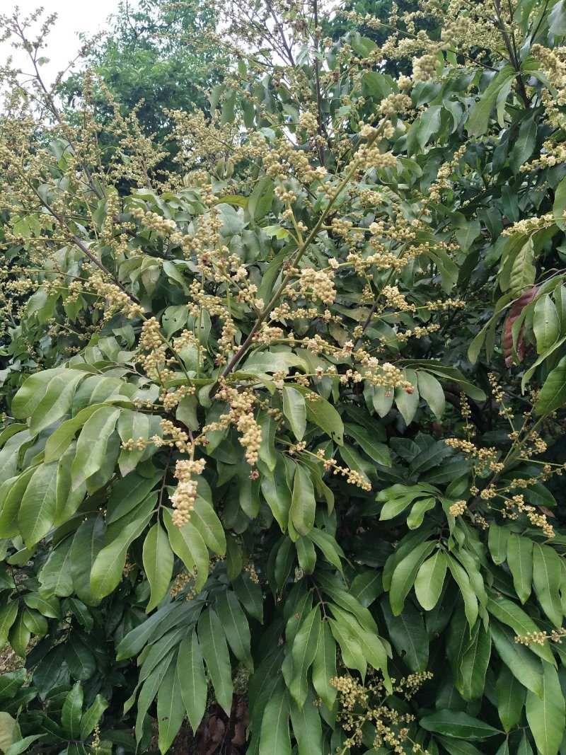 桂圆