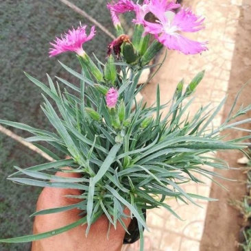 常夏石竹