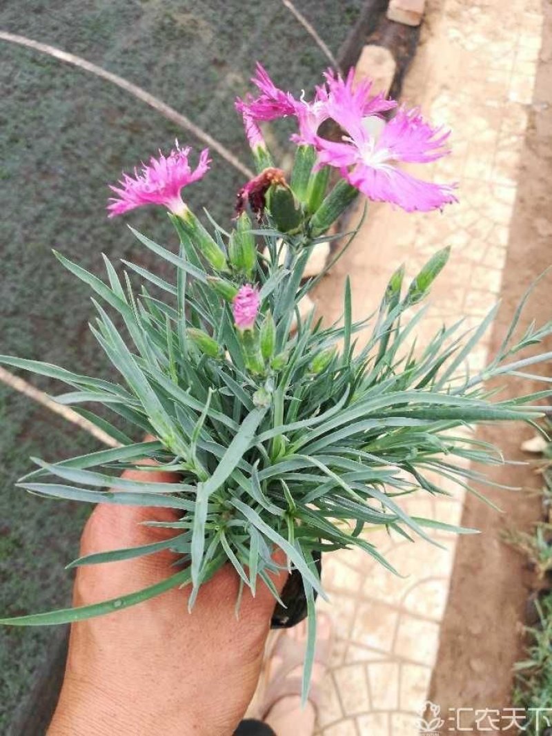 常夏石竹