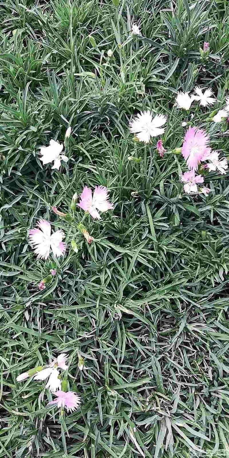 常夏石竹