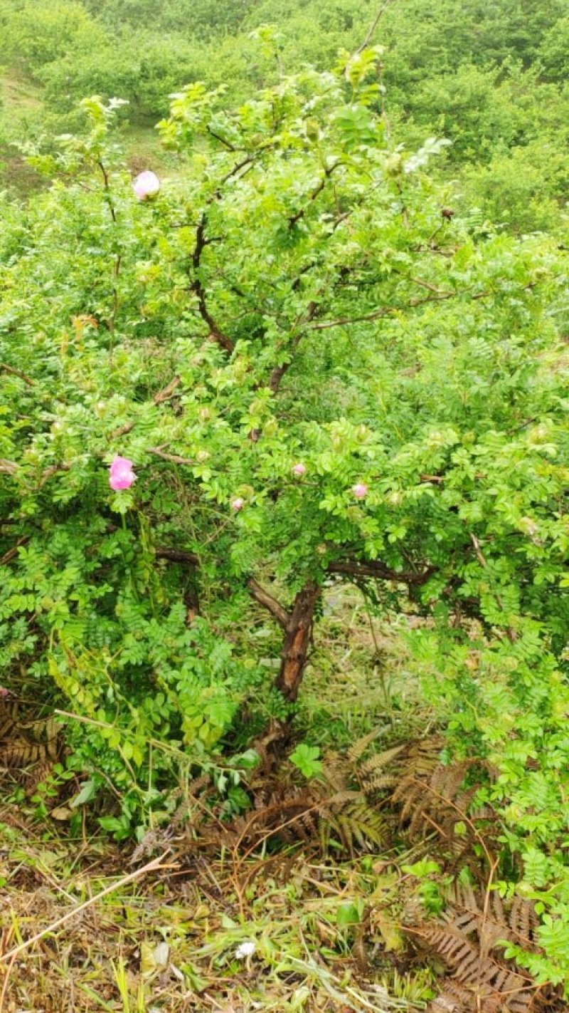 带花果的大刺梨树