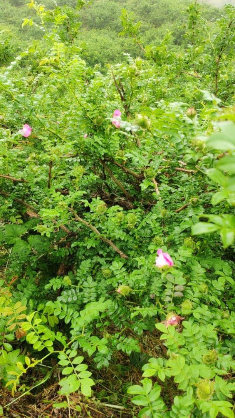 带花果的大刺梨树