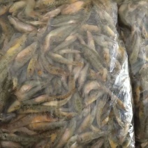 河虾冰鲜虾8只/kg以下