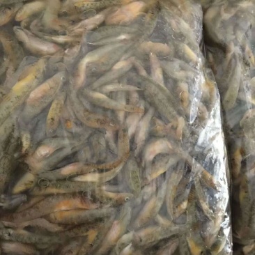 河虾冰鲜虾8只/kg以下