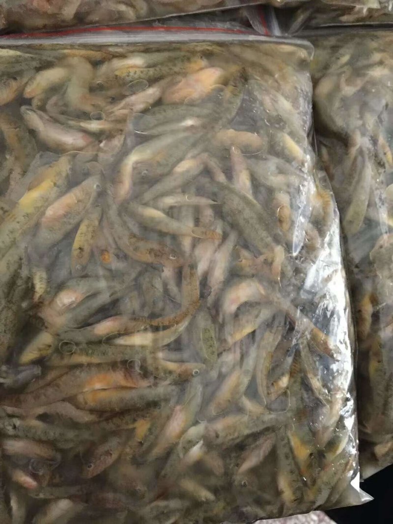 河虾冰鲜虾8只/kg以下