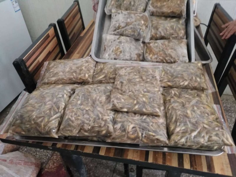 河虾冰鲜虾8只/kg以下