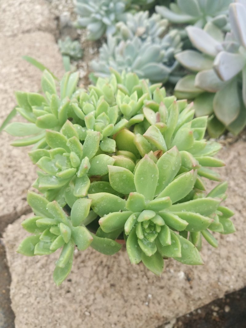 多肉植物