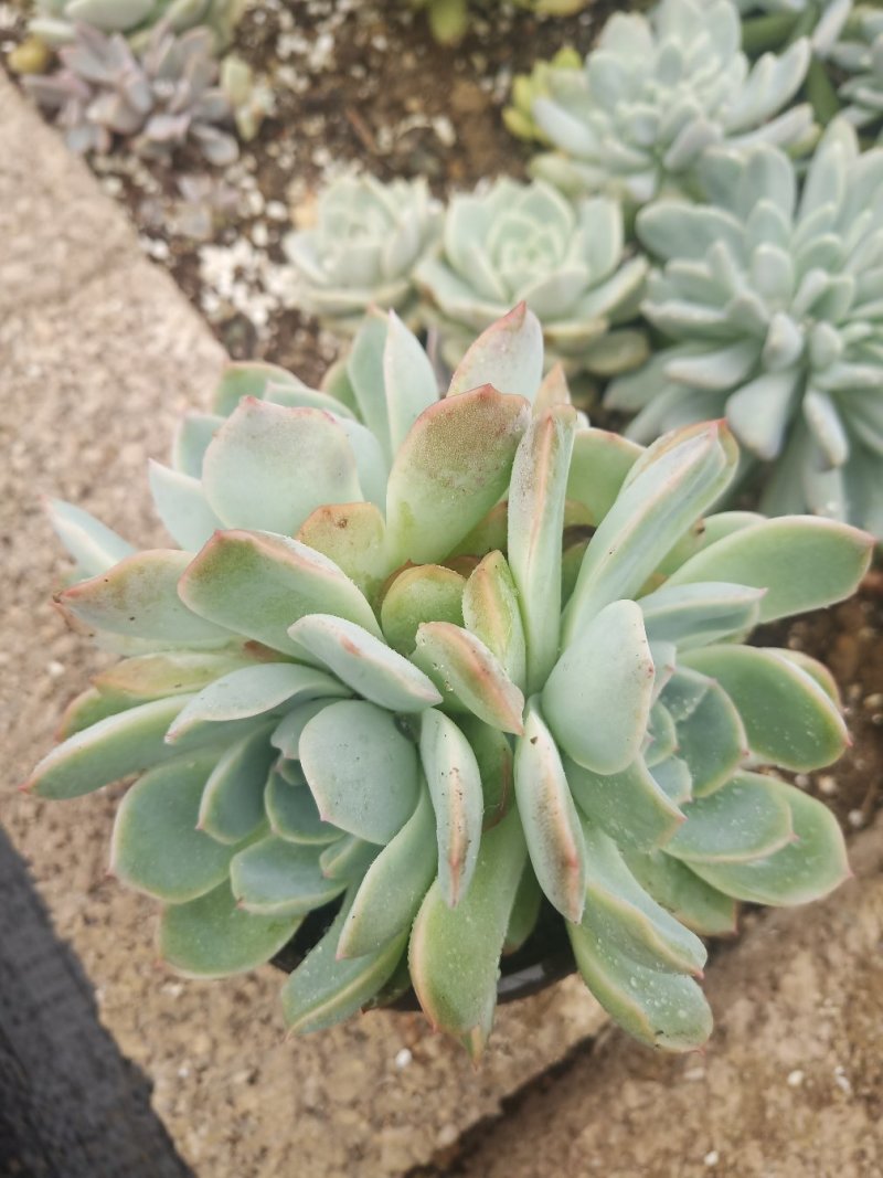多肉植物