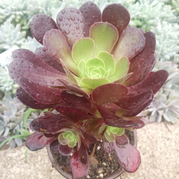多肉植物