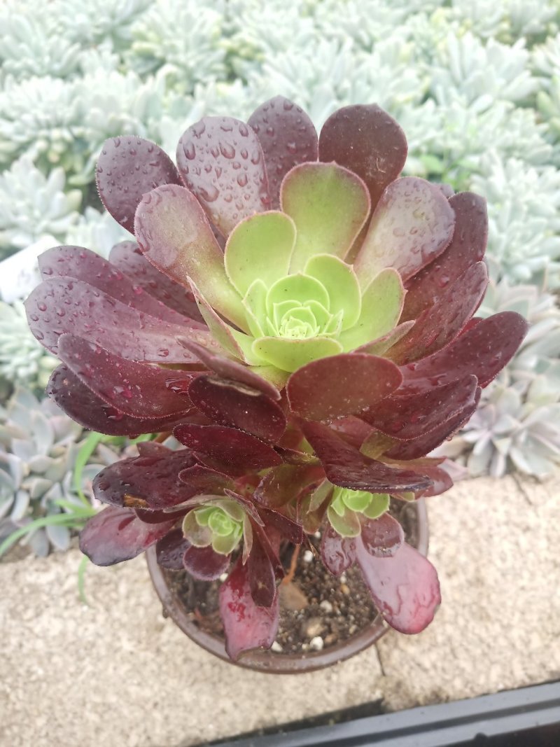 多肉植物