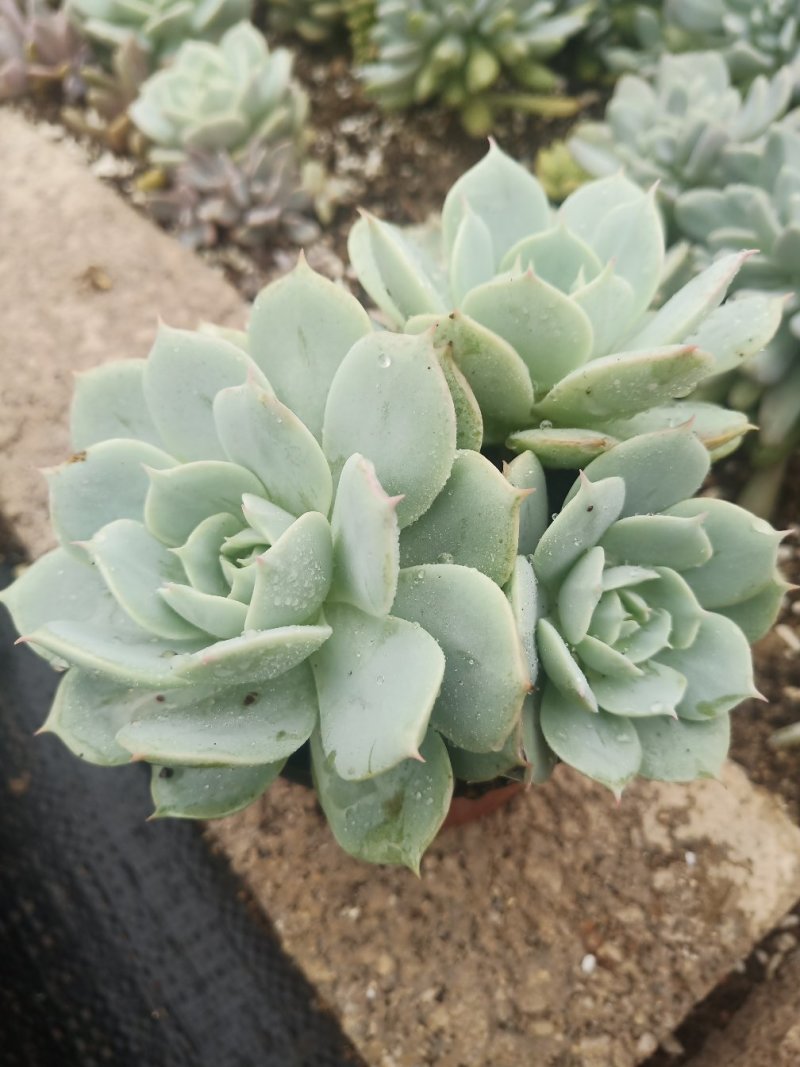 多肉植物