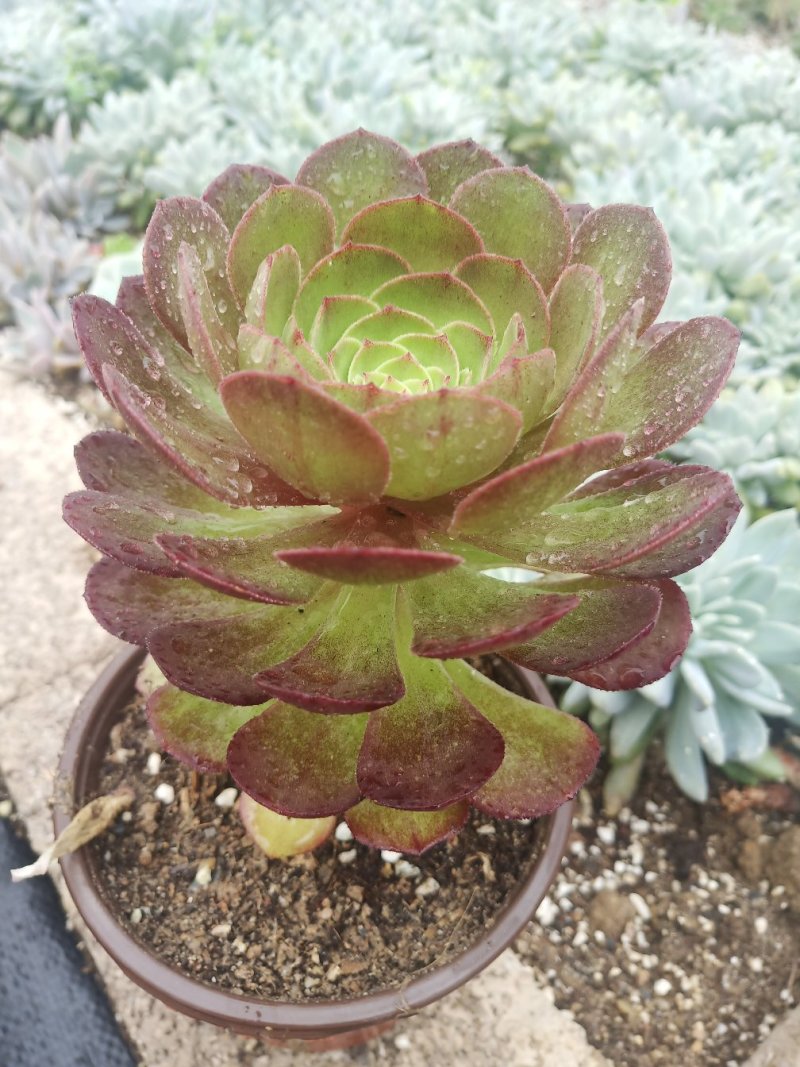 多肉植物