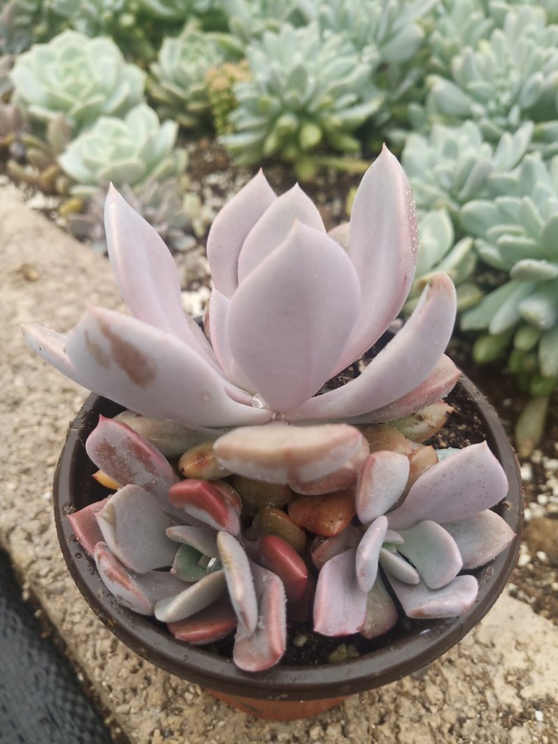 多肉植物