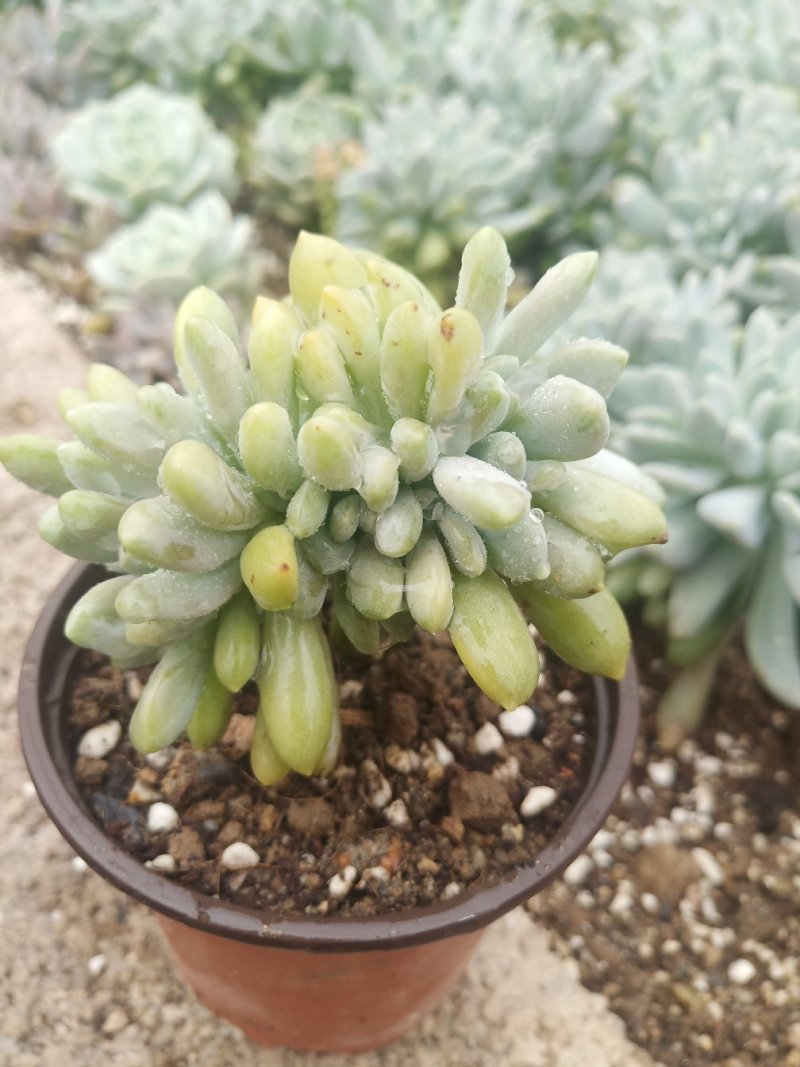 多肉植物