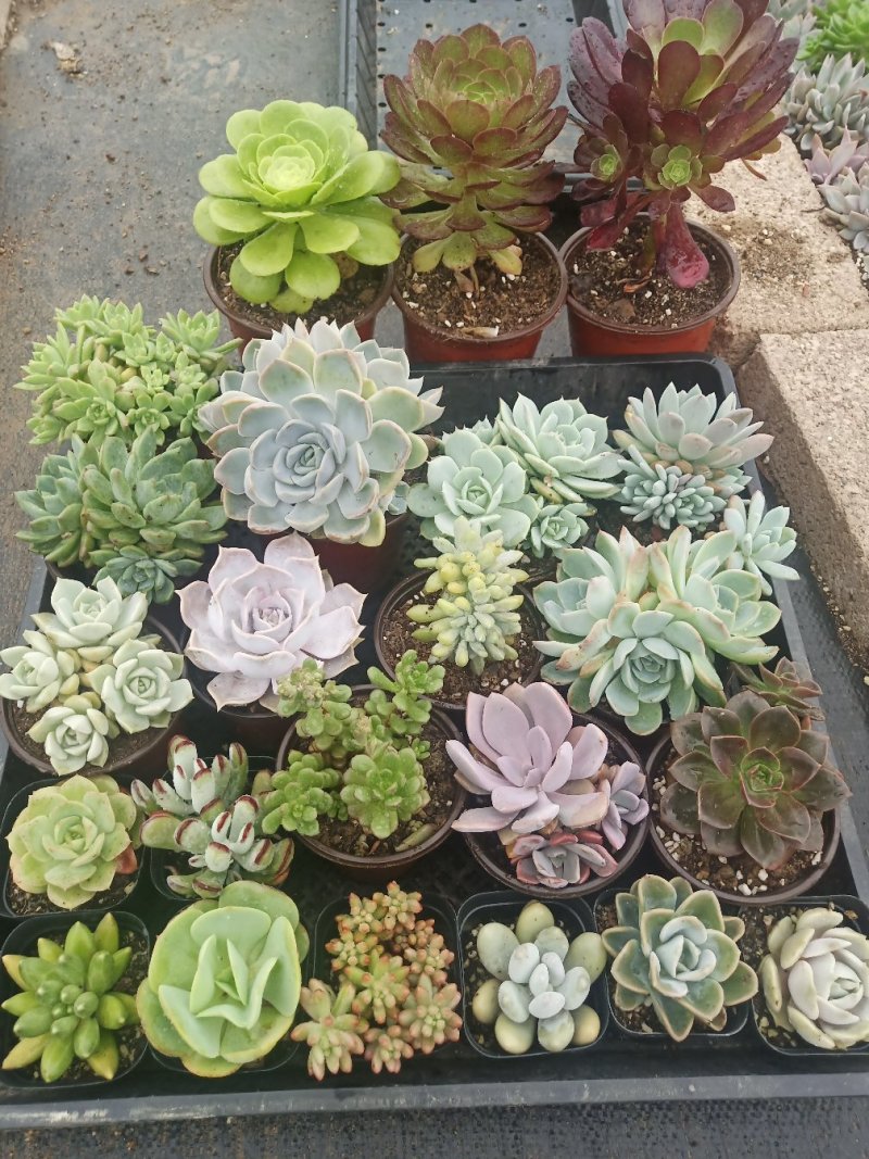 多肉植物