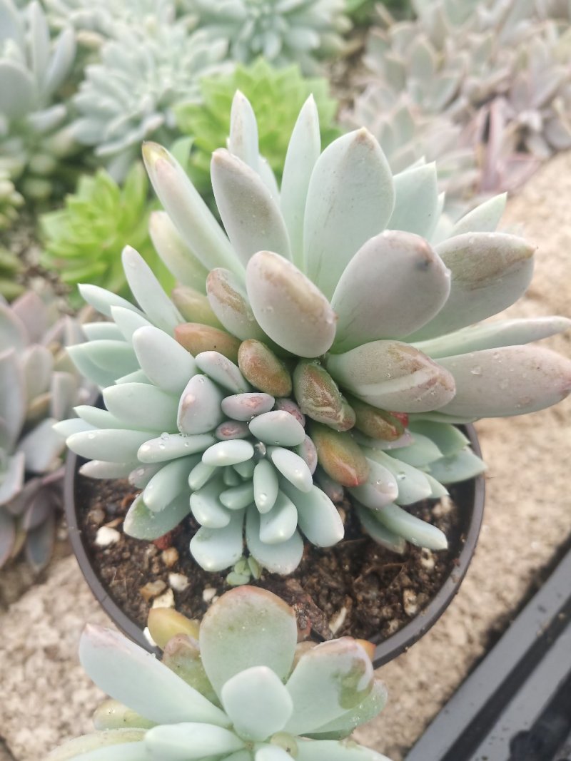 多肉植物