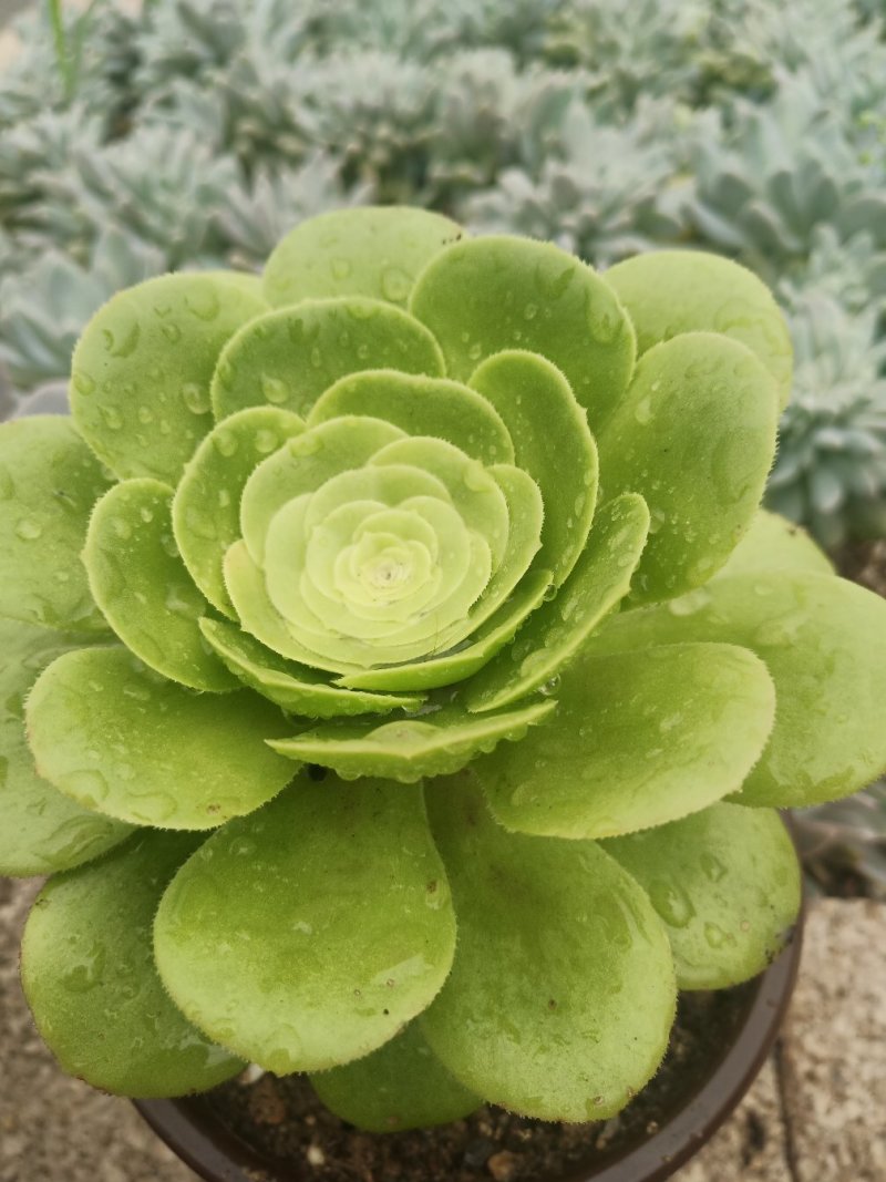 多肉植物