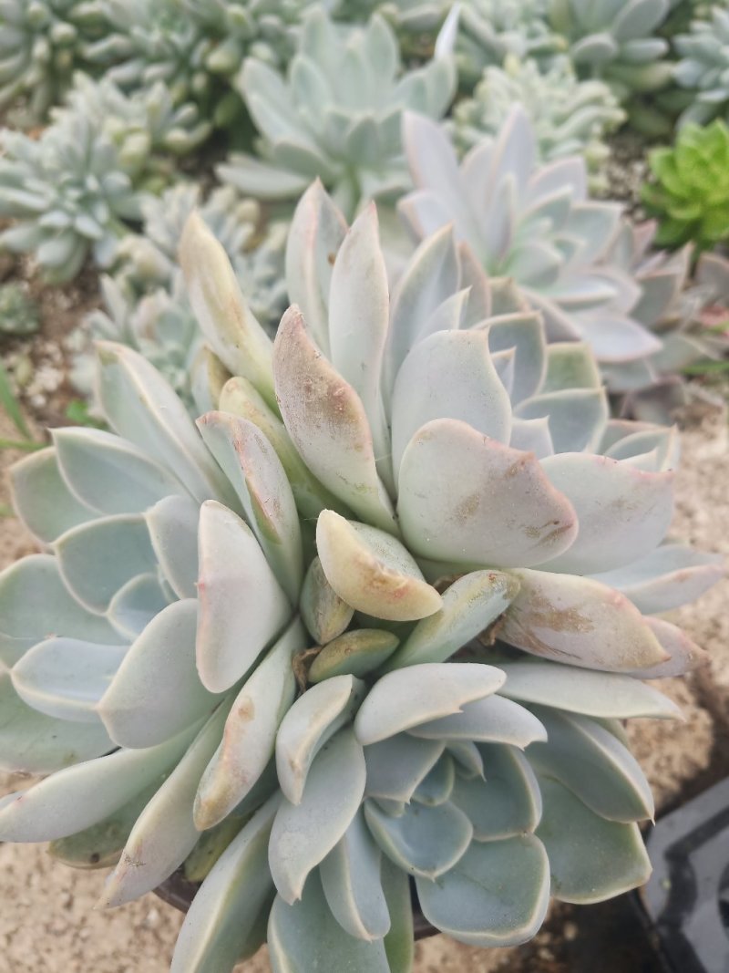 多肉植物