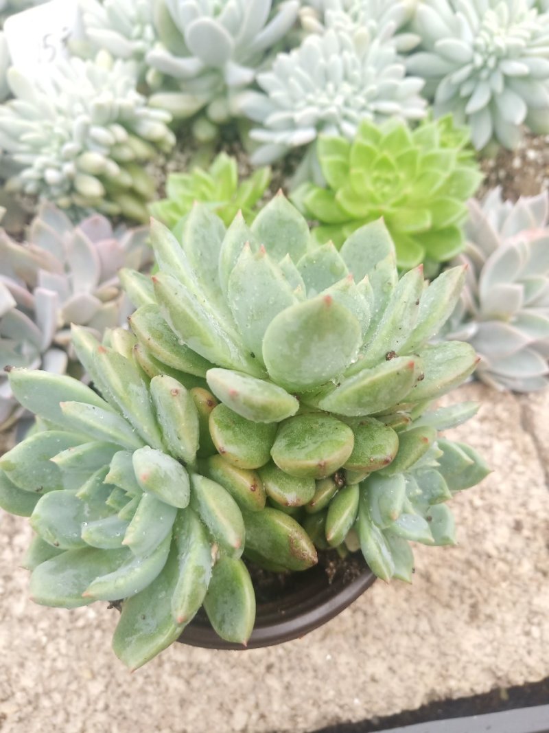 多肉植物