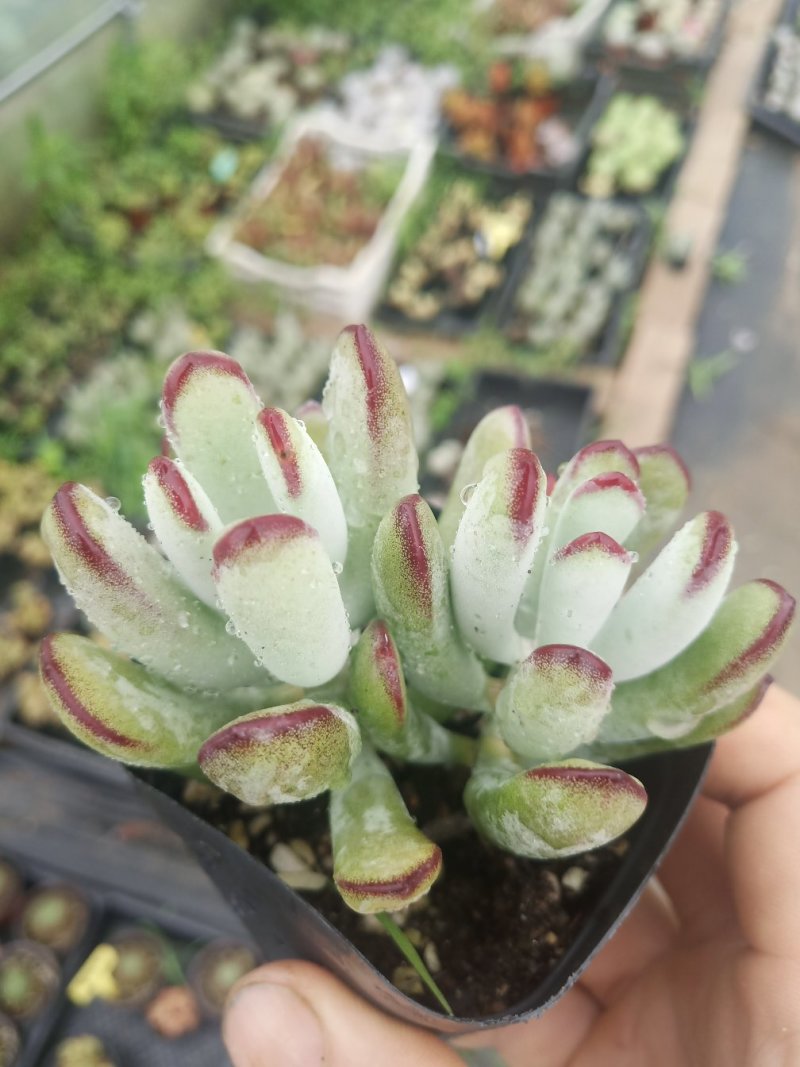 多肉植物