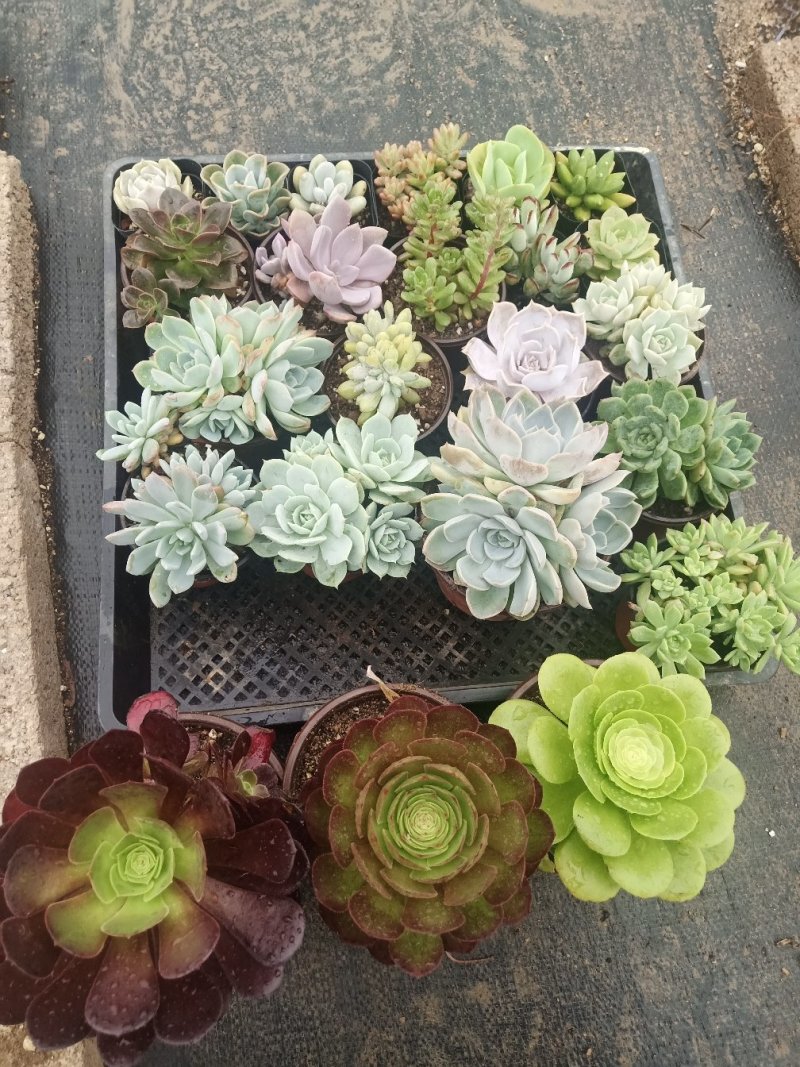 多肉植物