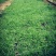 青绿苔草