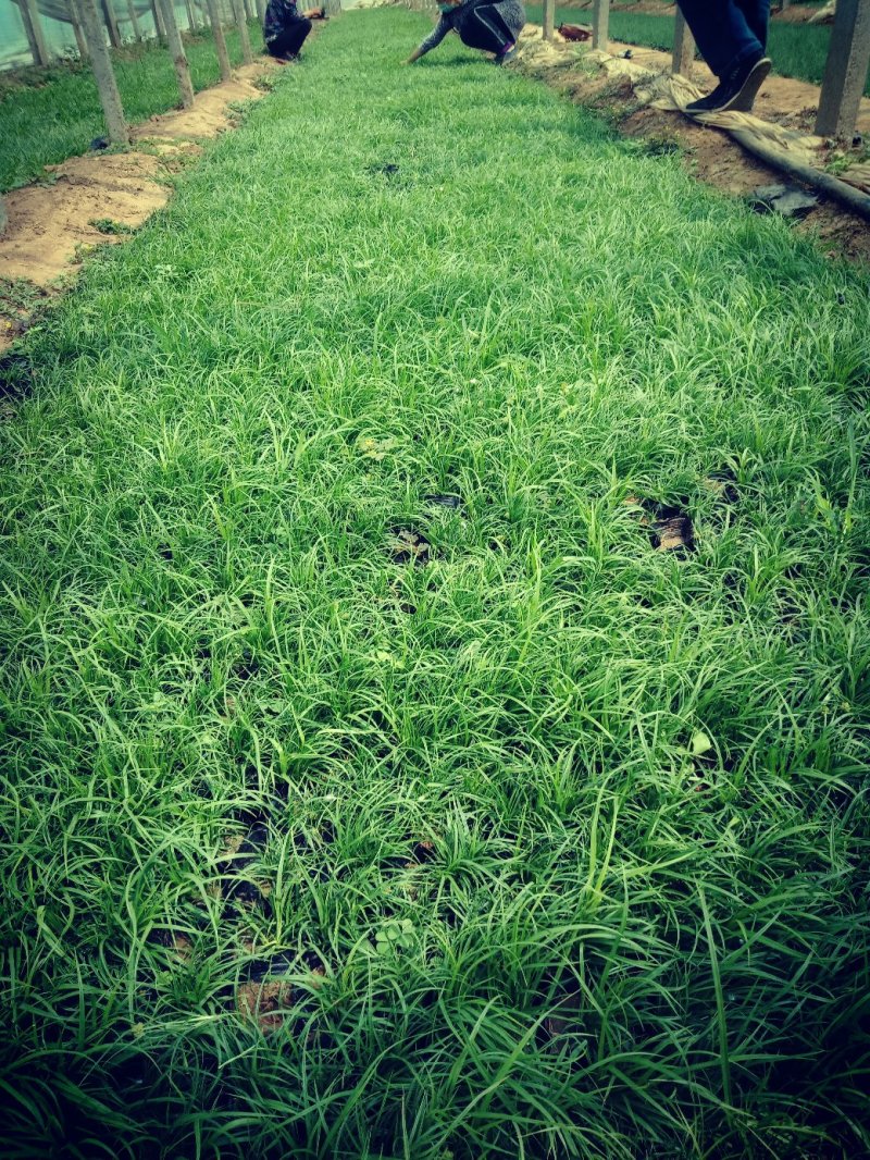 青绿苔草