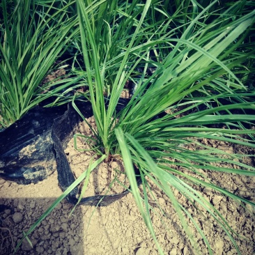 青绿苔草