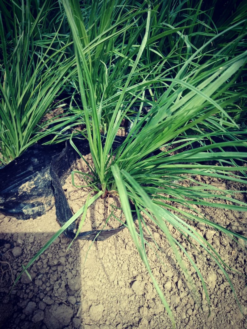 青绿苔草