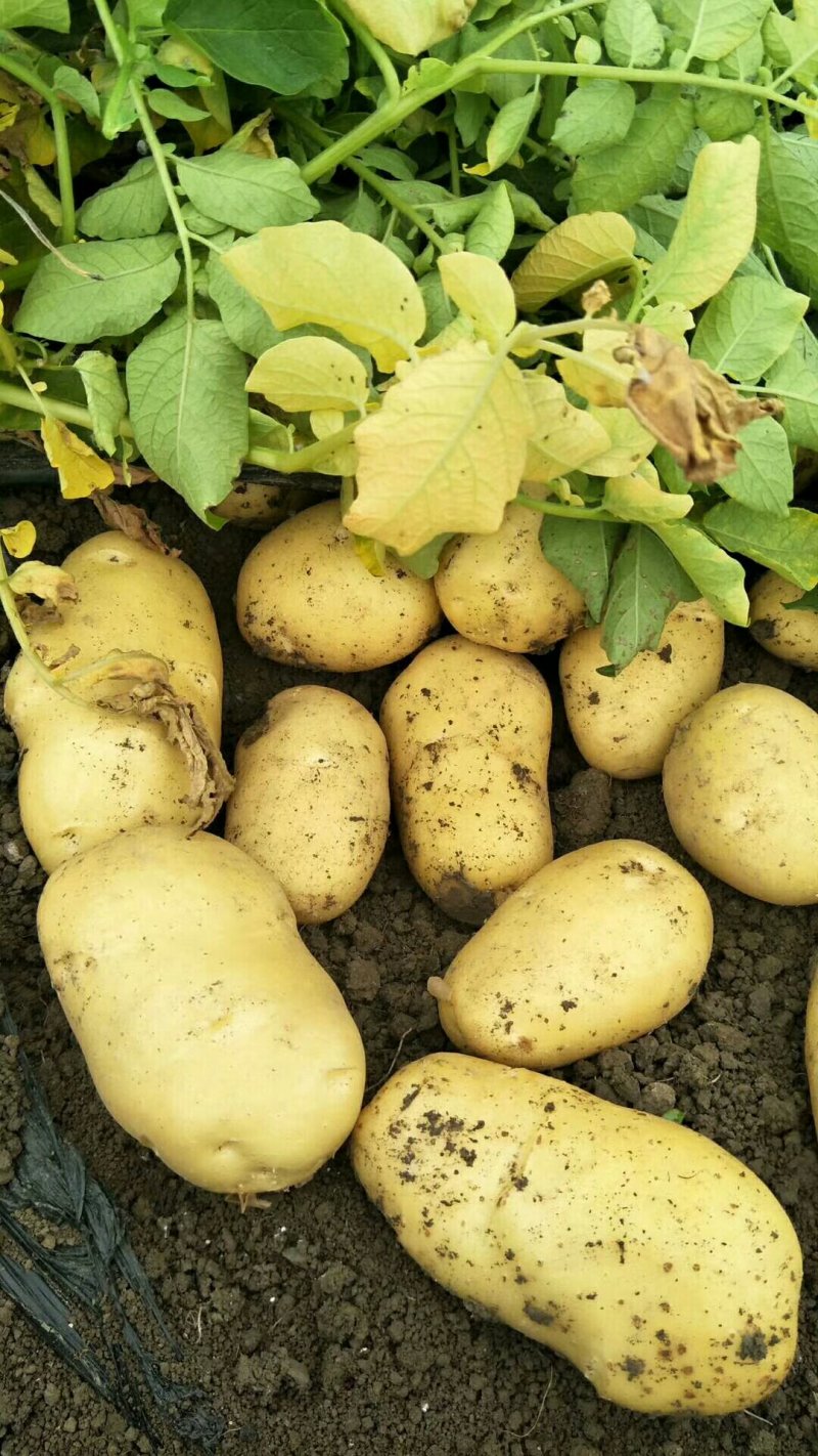 精品荷兰十五三膜土豆