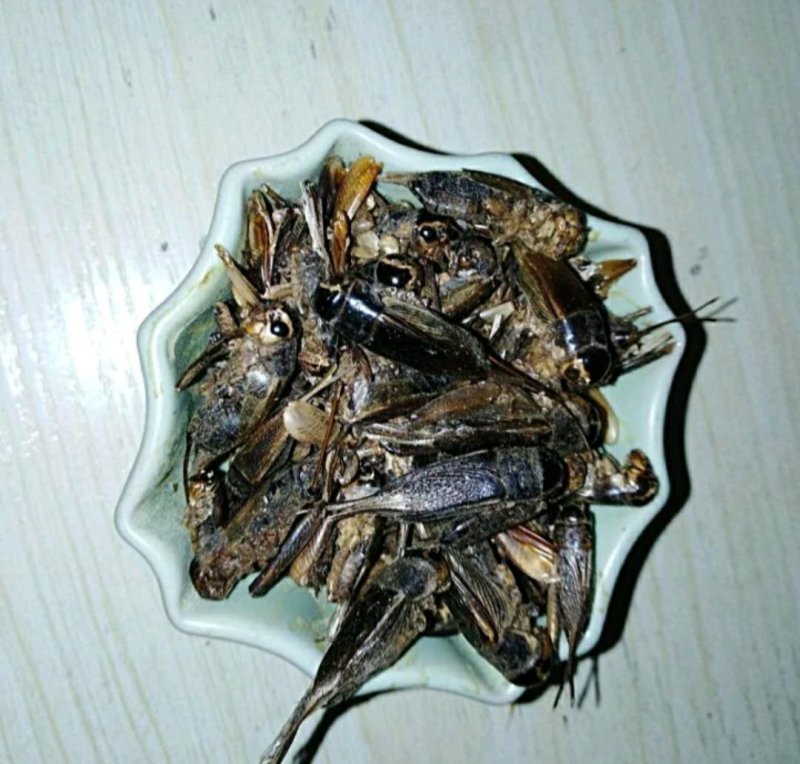 蟋蟀俗名蛐蛐、夜鸣虫、将军虫、秋虫货好量大