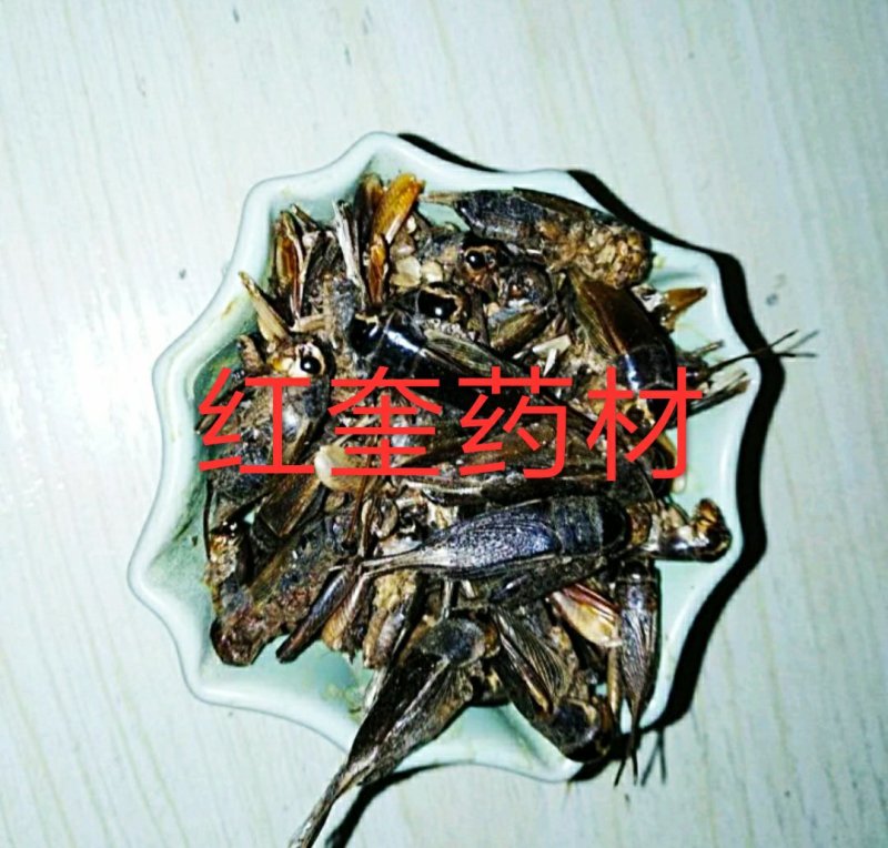 蟋蟀俗名蛐蛐、夜鸣虫、将军虫、秋虫货好量大