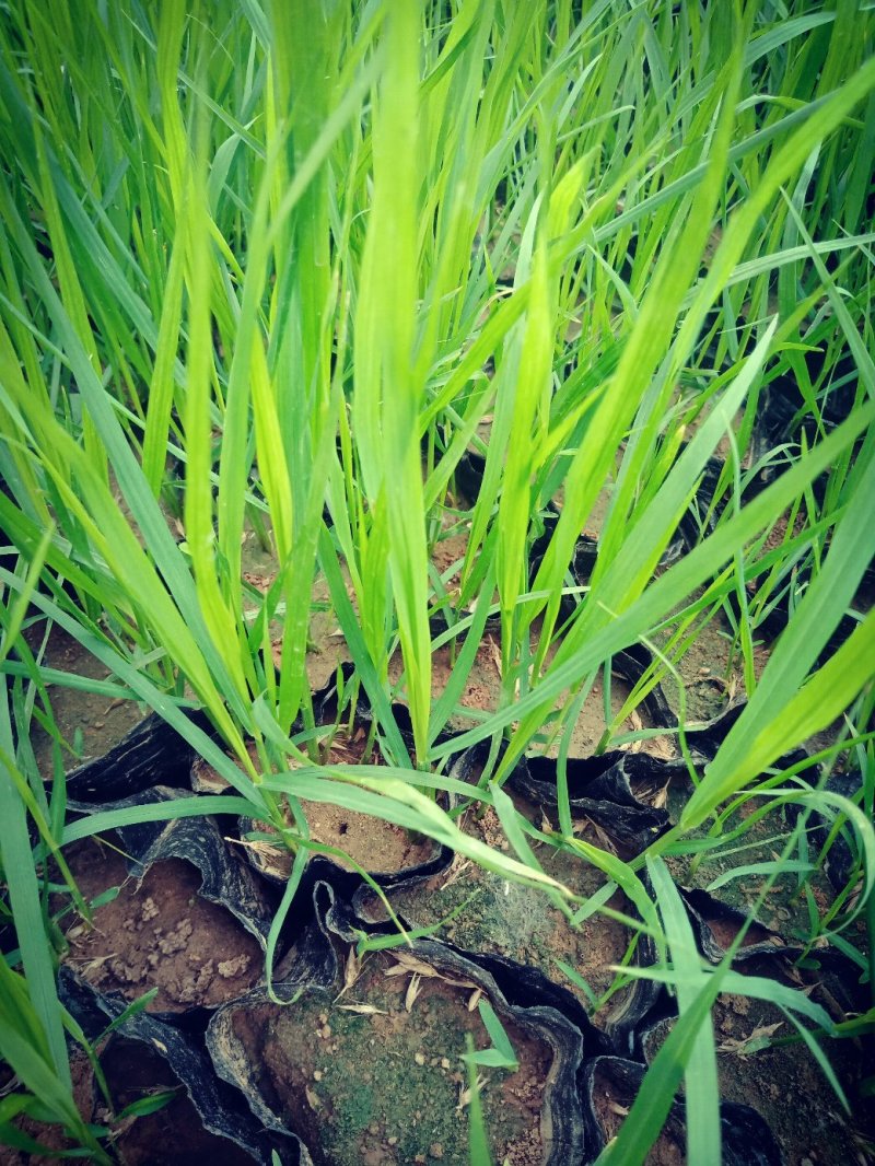狼尾草