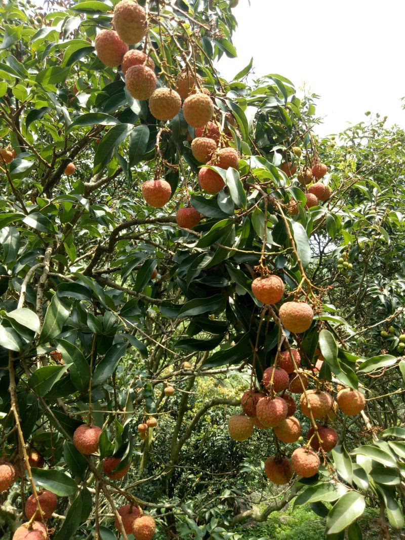 高州荔枝白糖罂特级