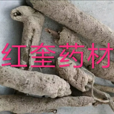 紫稍花紫梢花令售各种外用药材大量有货,需要联系我