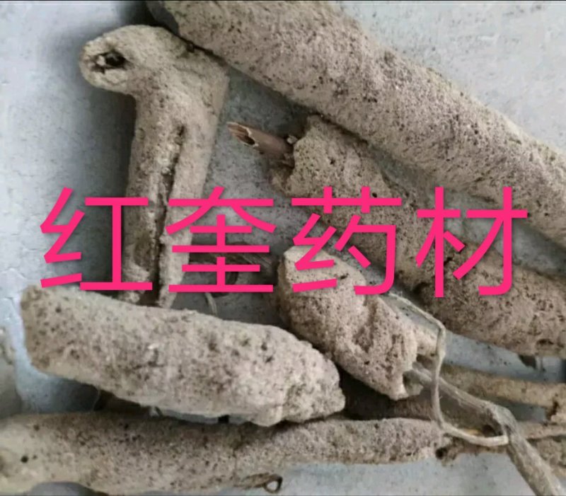 紫稍花紫梢花令售各种外用药材大量有货，需要联系我