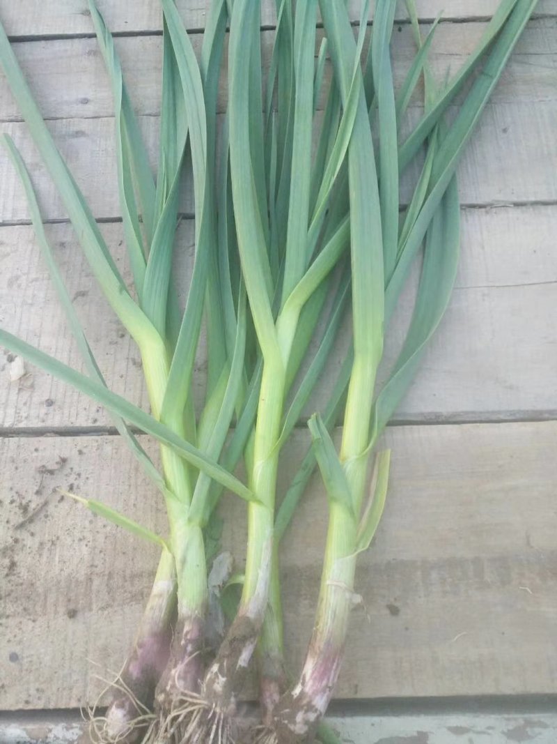 红根蒜苗