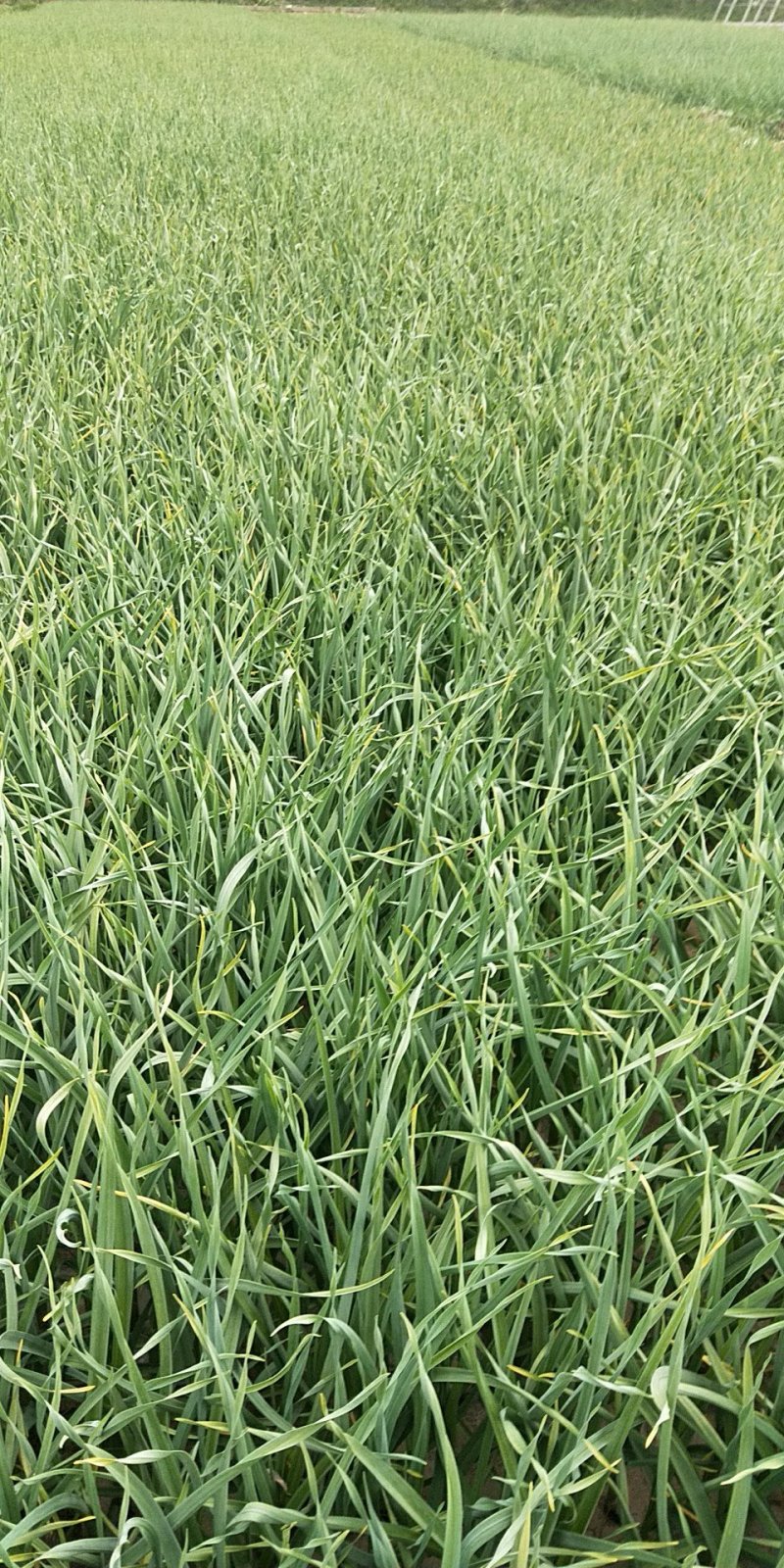 红根蒜苗