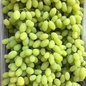 【葡萄】河北维多利亚青提葡萄大量上市，产地直供，欢迎看货