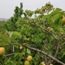 麦黄杏
