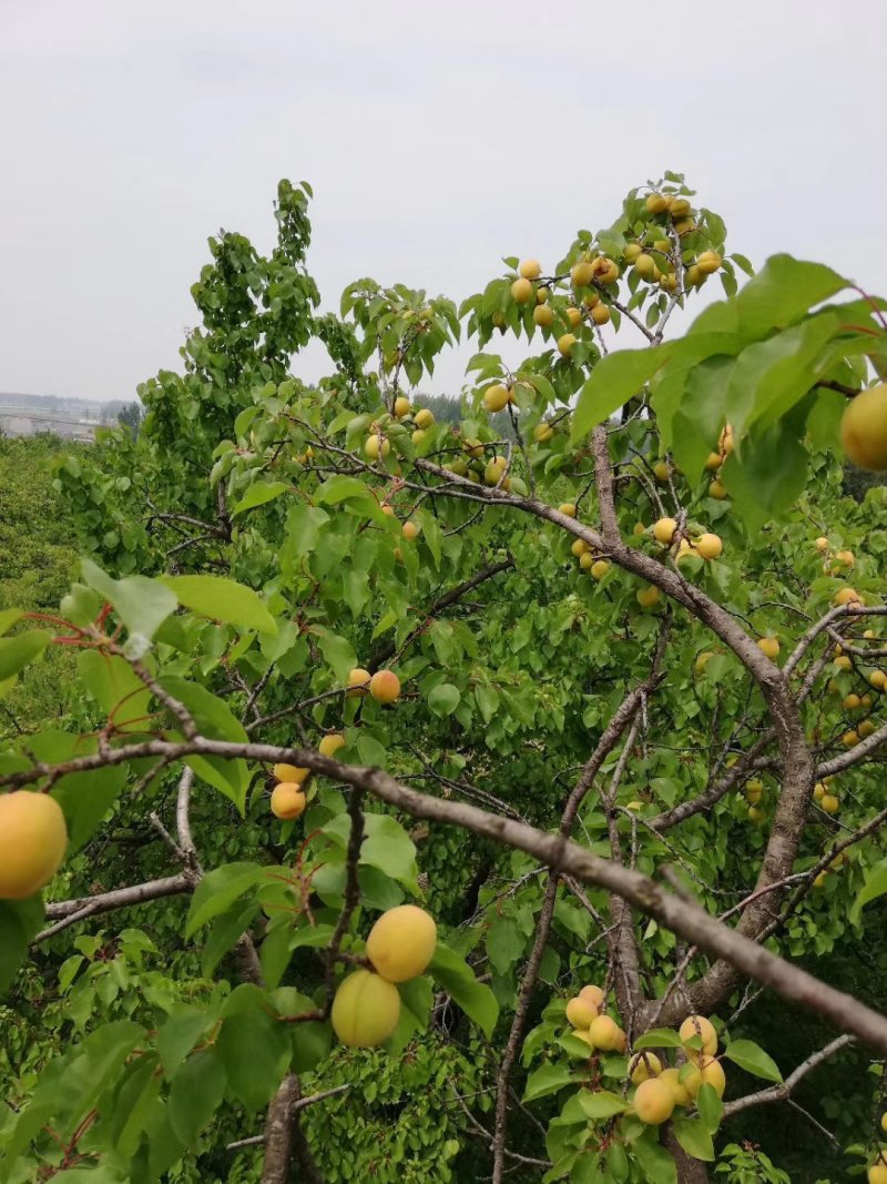 麦黄杏