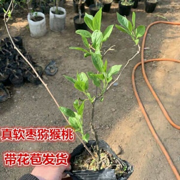 软枣猕猴桃苗果树新品种包品种成活率好