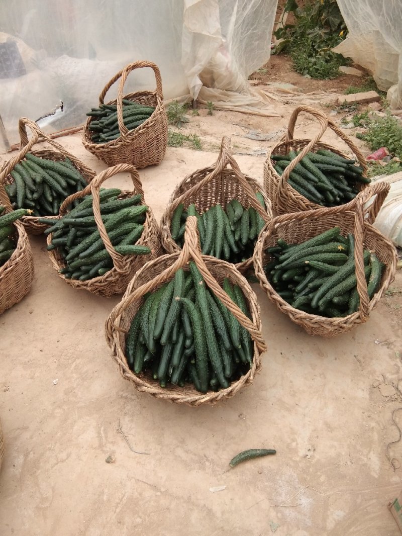 黄瓜