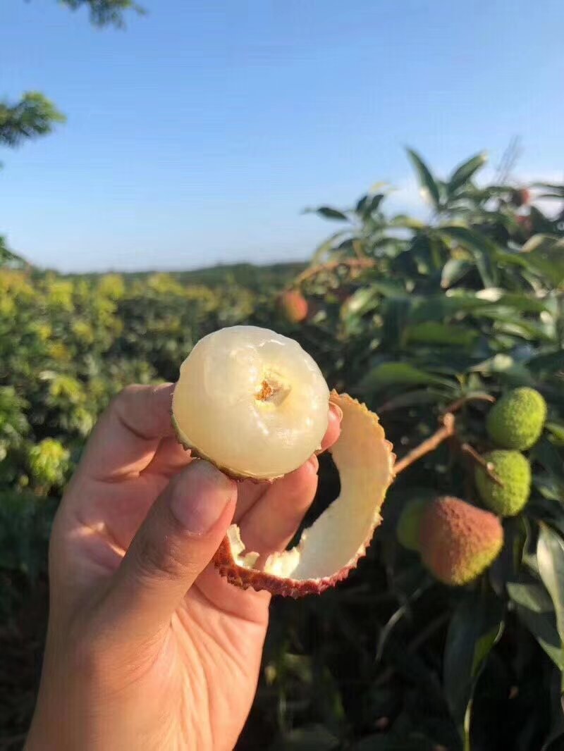 妃子笑,极品货色
